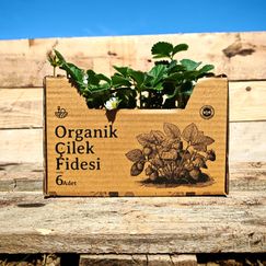 Organik Çilek Fidesi 6 Adet
